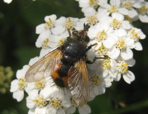 Nowickia ferox